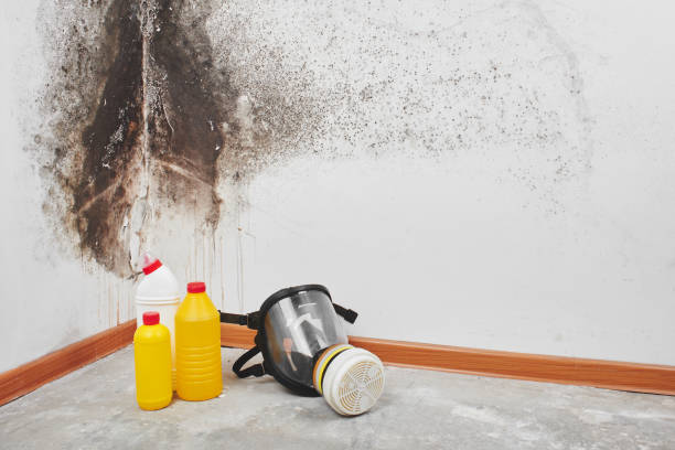 Attic Mold Removal in West Orange, TX