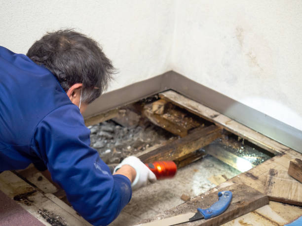 Best Mold Testing  in West Orange, TX