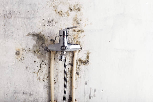 Best Office Mold Removal Services  in West Orange, TX