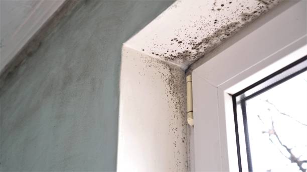 Professional Mold Removal in West Orange, TX
