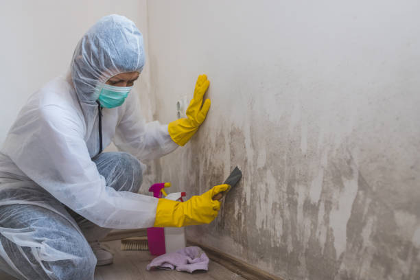 Best Toxic Mold Removal  in West Orange, TX