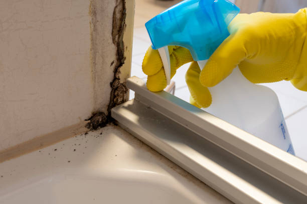 Best Local Mold Removal Service  in West Orange, TX