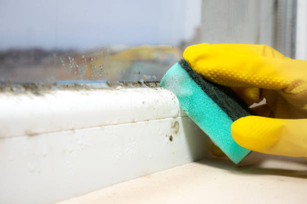 Home Mold Removal in West Orange, TX