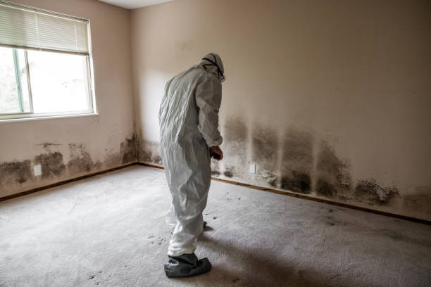 Best Mold Cleaning Services  in West Orange, TX