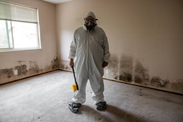 Best Same-Day Mold Removal  in West Orange, TX
