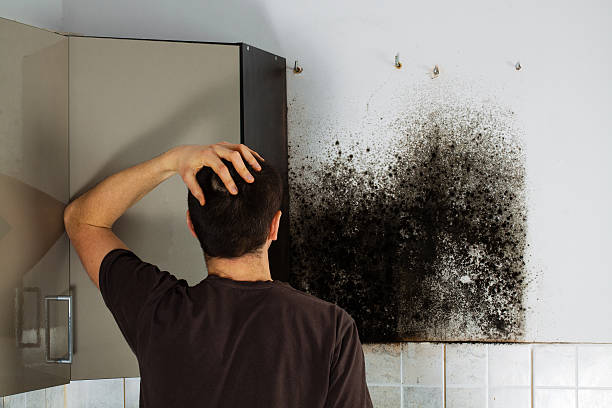 Best Certified Mold Removal  in West Orange, TX