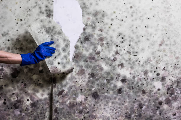 Mold Removal Process in West Orange, TX